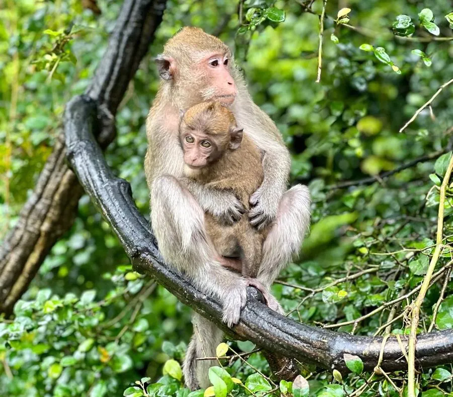 Пока вы гуляете и любуетесь природой, обезьяны с интересом наблюдают за вами