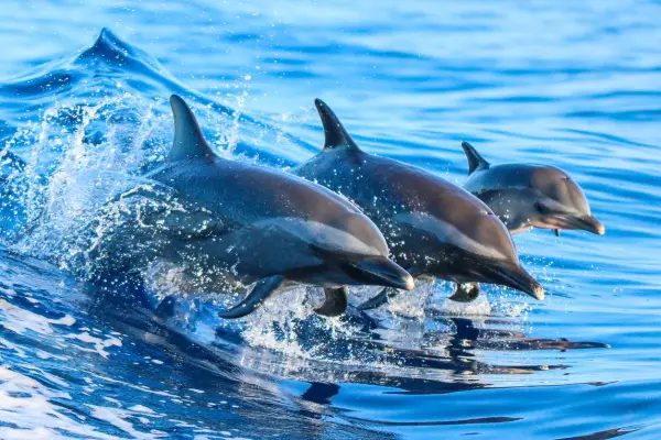 Наблюдение за китами и дельфинами в Андаманском море: когда и где это возможно