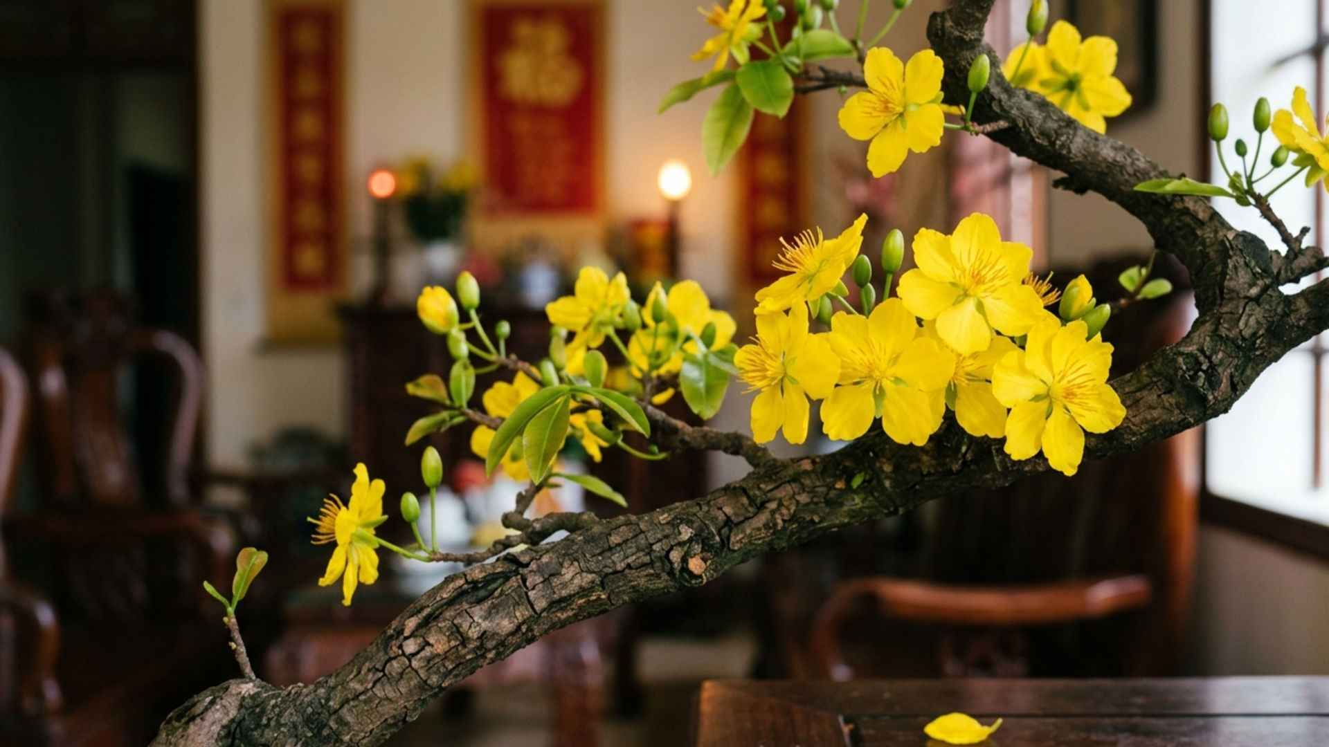 A blooming hoa mai branch in a traditional Vietnamese home at Tet — the yellow apricot, beloved flower of the Nguyen dynasty